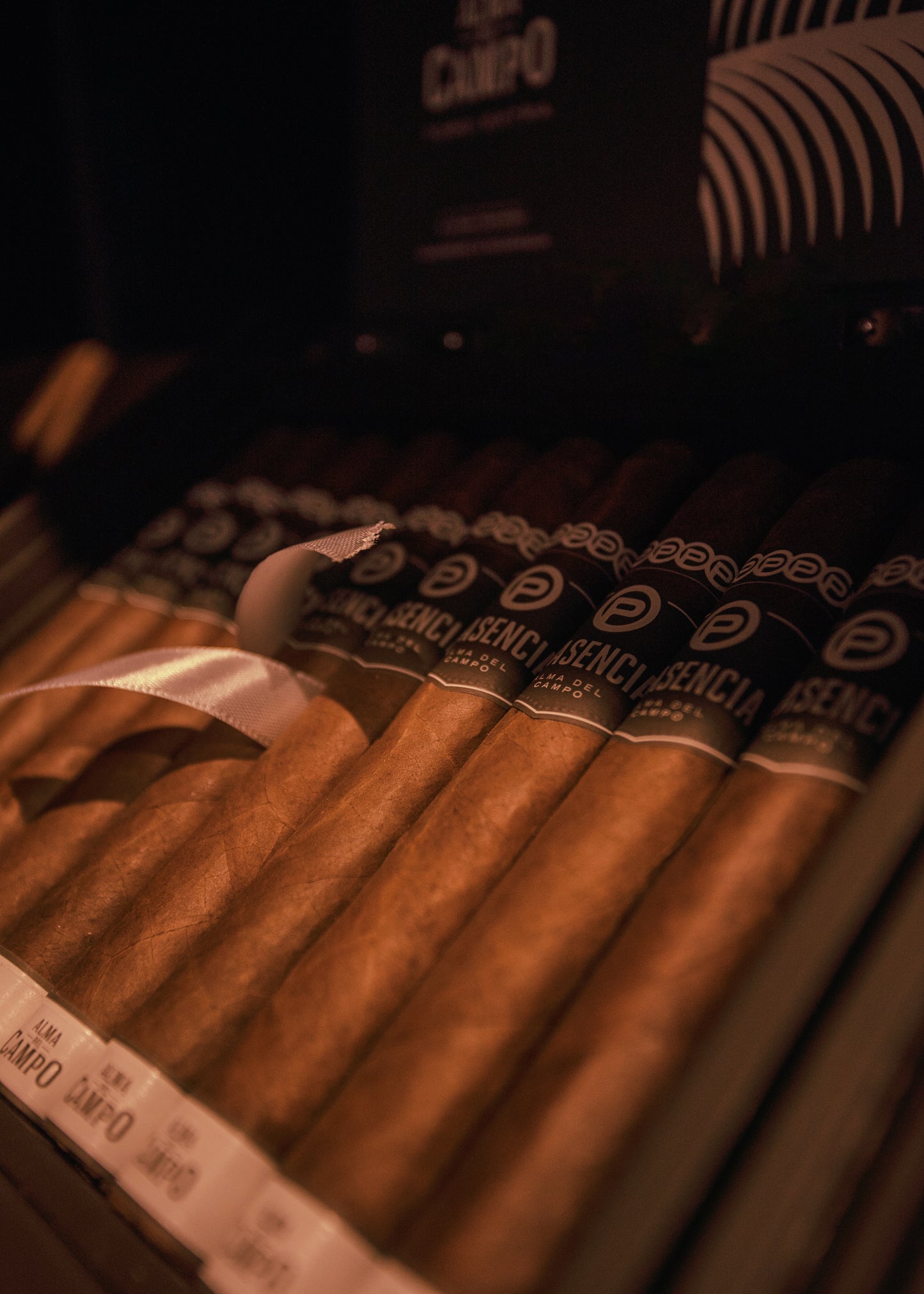 Plasencia: Alma del Campo Travesia 6x54BP - AME Cigars